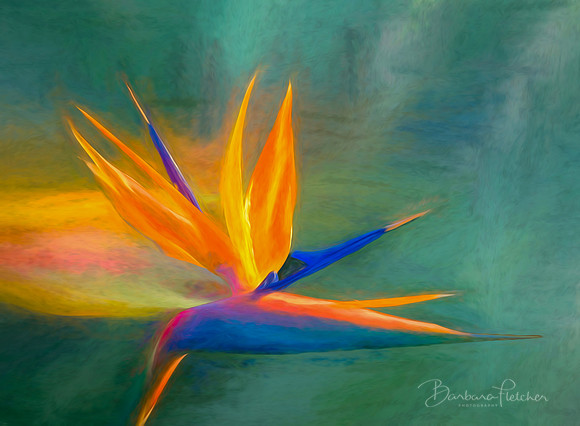 Bird of Paradise Abstract