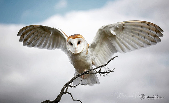 Owl in Winter