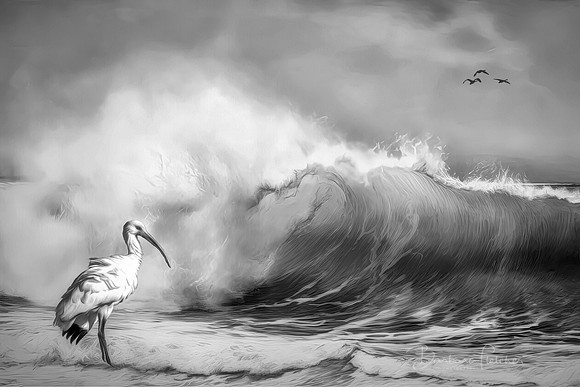 Ibis and waves