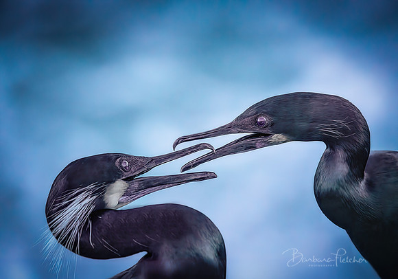 The Conversation