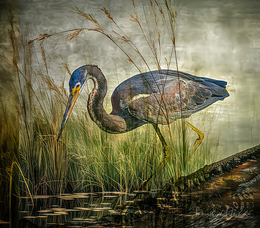 Florida Native