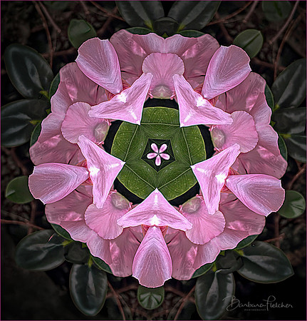 Pink Illusion