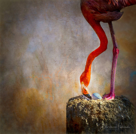 Flamingo and Egg