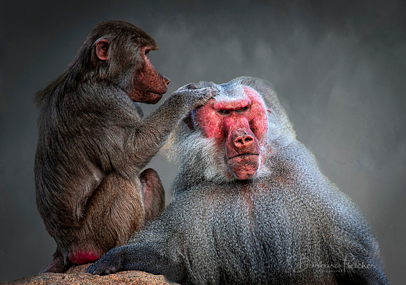 Good Grooming is Key