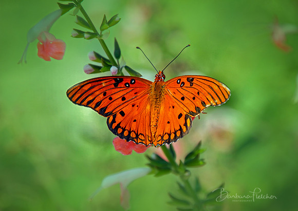 Monarch Royalty