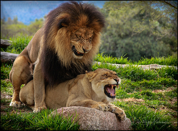 Try A Little Tenderness