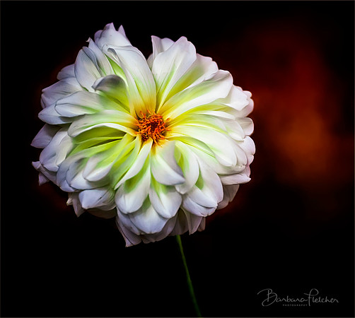 A Delicate Balance of Color