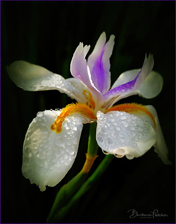 Rain on Iris