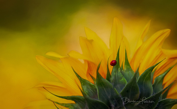 Sunflower with Lady Bug