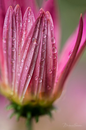 Pink raindrops