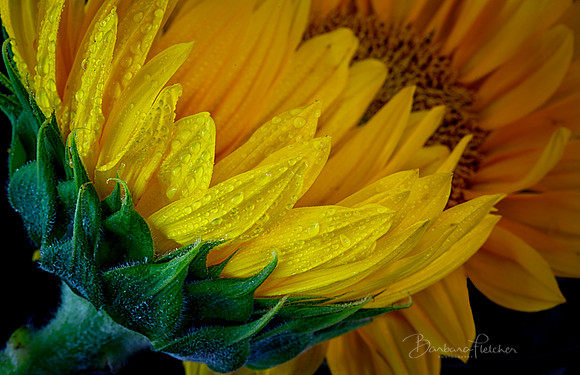 Sunflowers in the Rain