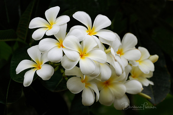 White Plumeria Black Background